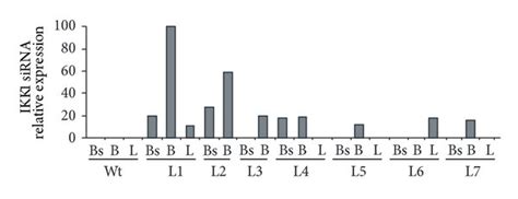 Expression Of Ikk1 Sirna In Transgenic Mice A Upper Part