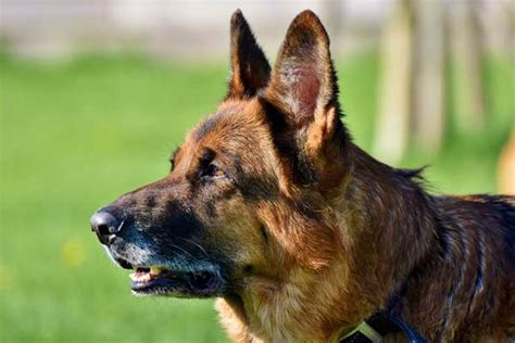 How To Clean German Shepherd Ears Easily And Effectively Get The Best