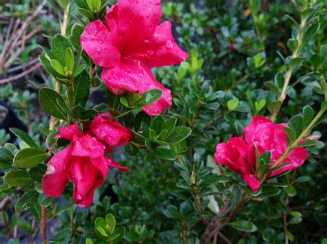 VIVID Red Dwarf Azalea Flowering Shrub Live Plant Spring Bloom | Etsy