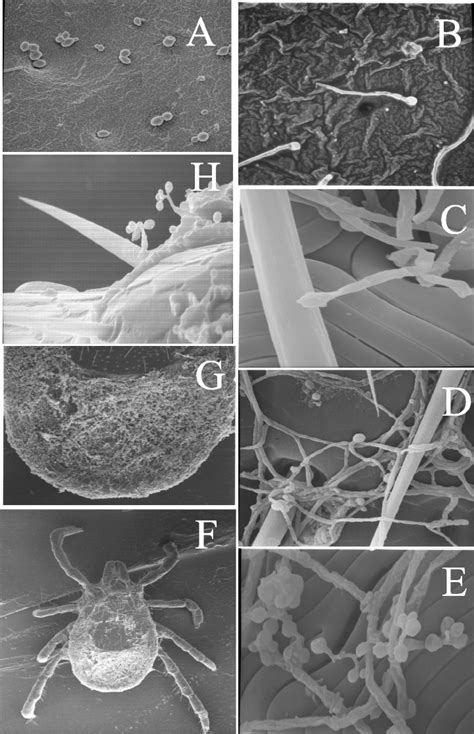 Electron Micrographs Of The B Bassiana Conidia Mediated Infection Download Scientific Diagram