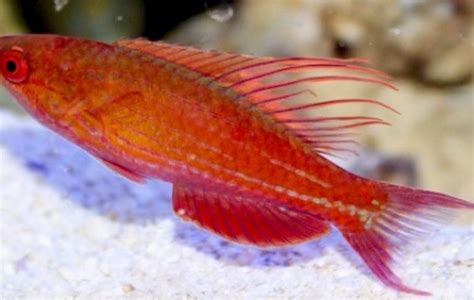 Blue Flasher Wrasse Wrasse Paracheilinus Cyaneus Tank Facts