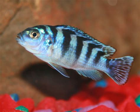 African Cichlids: 15 Popular Species & How to Care for Them