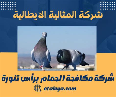 شركة مكافحة الحمام براس تنورة 0583471399 تركيب طارد الحمام براس تنورة