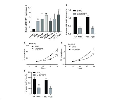 The Expressions Of Igf2bp1 In Luad Cells And Its Function A Rt Pcr