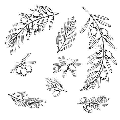 Premium Vector Olive Branches Set Olive Fruits Bunch And Olive