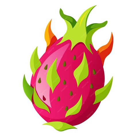 premium vector dragon fruit vector art illustration
