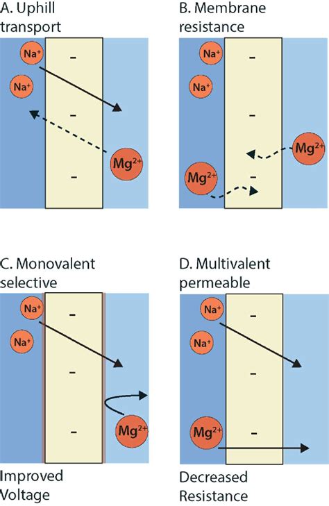 Effect Of Divalent Cations On Red Performance And Cation Exchange