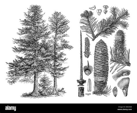 Abies Procera Banque D Images Noir Et Blanc Alamy