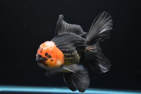 Thai Oranda Tricolor Gold Aquarium Fish India