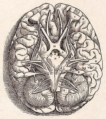 Human brain - Wikipedia