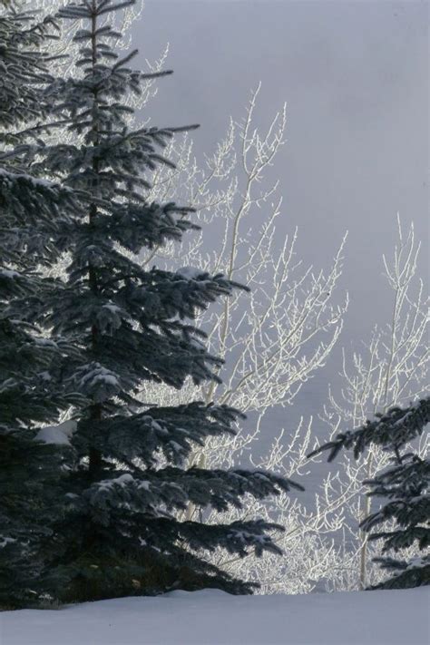 Free Images Tree Nature Branch Snow Winter White Frost Ice