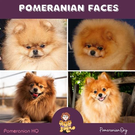 Top 10 Pomeranian Care Tips