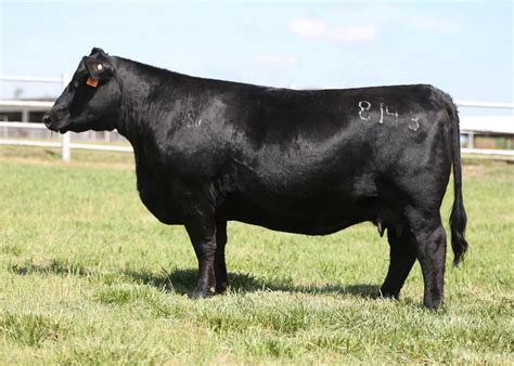 Angus Embryos For Sale Sb10 1685 Sire Buyer