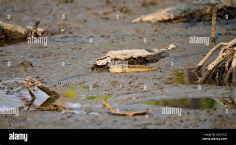 Mudskipper on mud in a serene mangrove swamp. Biodiverse ecosystem. Coastal ecosystem ...