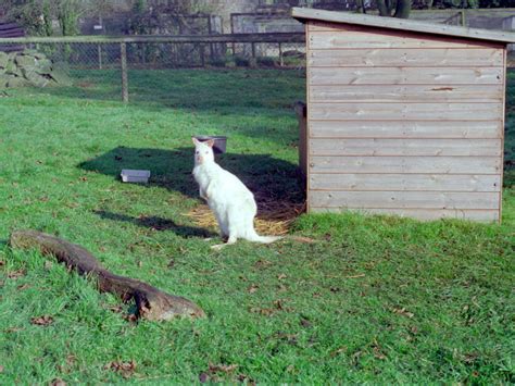 Riber Castle Wildlife Park - mid-1990s | ZooChat