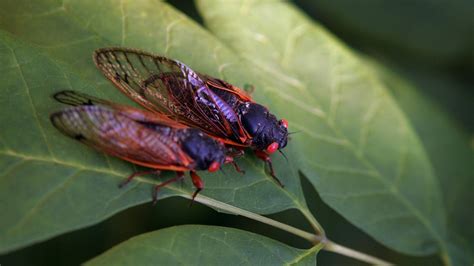 Cicadas In Chicago Rare Double Emergence To Hit Illinois This Summer