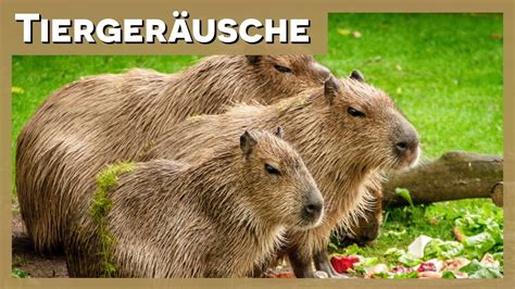 Tierger Usche Capybara Youtube