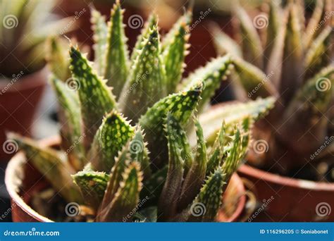 Beautiful And Colorful Haworthia Pots Stock Image Image Of Exotic