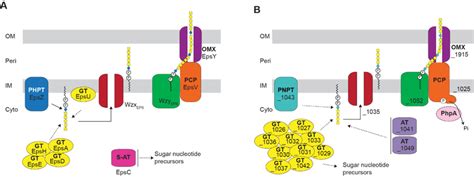 Wzx Wzy Dependent Pathways For Eps Biosynthesis A And Synthesis Of An