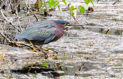 Florida Habitats — Florida Naturalists
