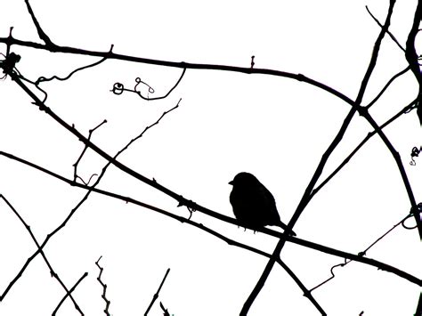 Bird Flock Silhouette Clipart Best Clipart Best Clipart Best