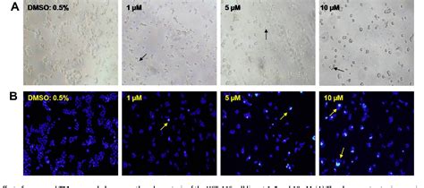 Figure From Design Synthesis And Antiproliferative Activity