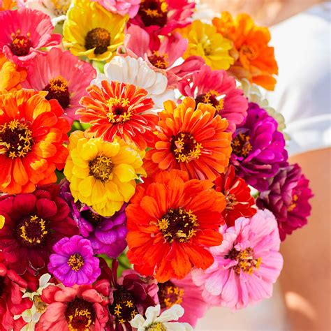 how to harvest zinnia seeds 7