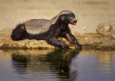 Honey Badger Desktop Hd Wallpaper 76711 Baltana