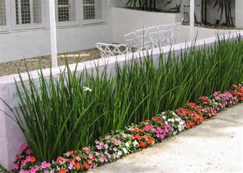 Planta Para Pé De Muro - 5 Plantas Para Muro Que Funcionam de Verdade (A Melhor Opção)