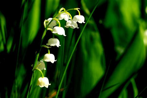 Lilly Of The Valley Convallaria Majalis G Ran Adevik Flickr