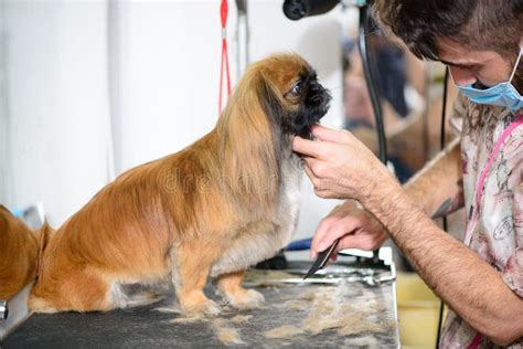 Dog Pekingese red stock image. Image of long, friendly - 129560221