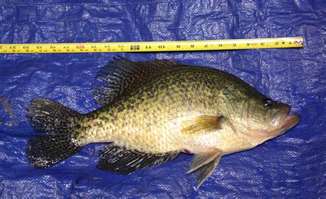 Conneaut Lake Man Catches Monster Crappie That Just Misses Pa Record