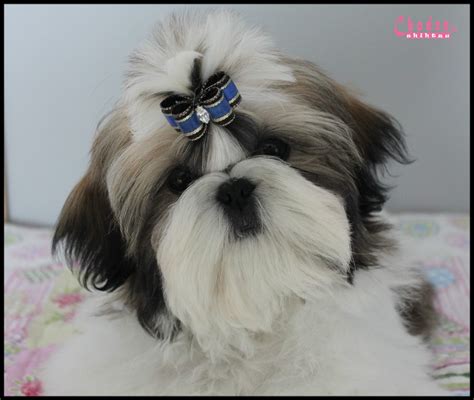 Shih Tzu Puppy Hair Accessories - Shih Tzu Dog