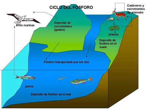 El Ciclo Del Fósforo O Ciclo Biogeoquímico Del Fósforo 🔁 P🌱