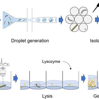 Mermaid Workflow The Droplets Containing Single Bacterial Filaments