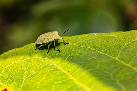 Green and Brown Bug on White Leaf · Free Stock Photo