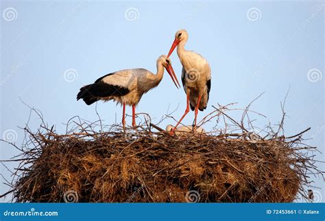 Storks Nesting Stock Image Image Of Beak European Long 72453661