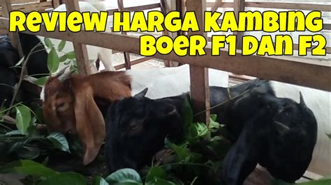 Review Harga Kambing Boer F1 Dan Boer F2 Di Boerkah Jaya Farm Blitar