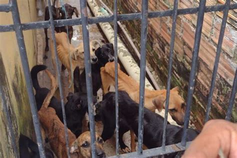 Vídeo Cães E Gatos Em Situação De Maus Tratos São Resgatados Em Maceió Alagoas 24 Horas