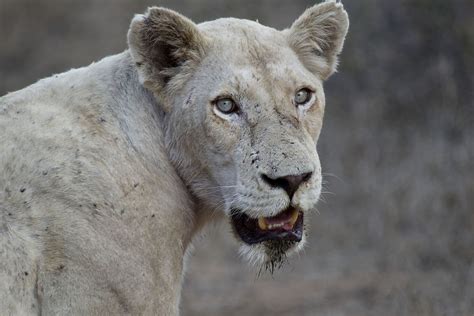 Cute White Lion Cubs With Blue Eyes