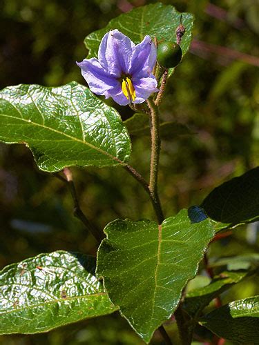 Solanum Lanceolatum Fotos De Campo The Field Museum