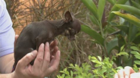 Meet Milly The Worlds Smallest Dog 48 Off