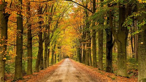 Road Between Colorful Autumn Trees Forest Background During Daytime Hd