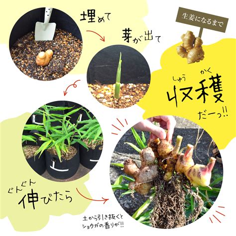 生姜専門店ginger Factory 【種生姜】熊本県産無農薬生姜 4kg【送料無料】生姜栽培 家庭菜園 種子 種用 種生姜 生姜の種 種芋