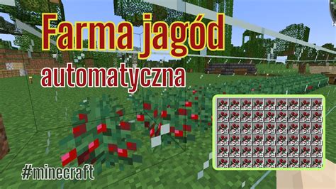 Minecraft 49 ST Automatyczna farma jagód jak zrobić YouTube