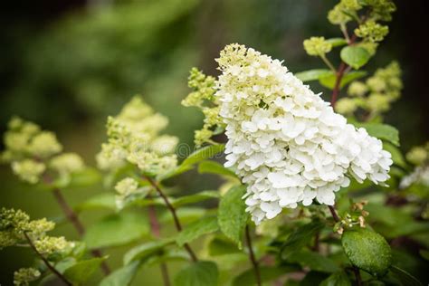 Beau Pot D Hortensia D Hortensia Les Feux De La Rampe De Paniculata De