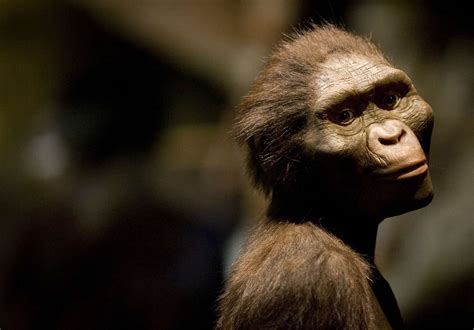 8 Interesting Facts About Lucy The Ancient Ape