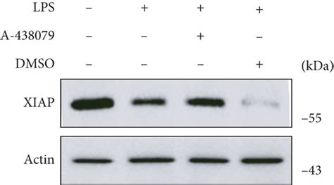 A 438079 Treatment Decreased LPS Induced Transposition Of Omi HtrA2