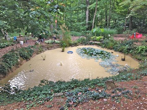 My Latte Pond Mud Pond