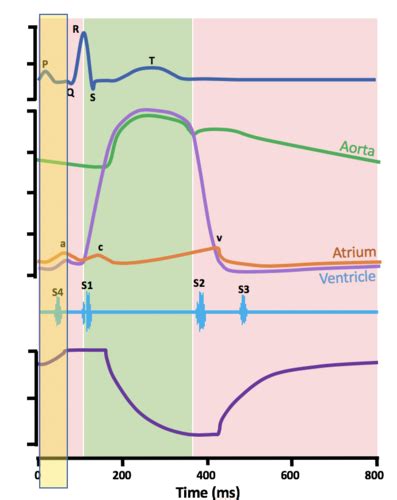 The Cardiac Cycle Flashcards Quizlet